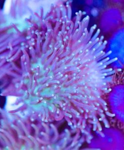 Bluey White Toadstool Leather Coral Frag (Row #48B)