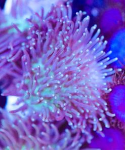 Bluey White Toadstool Leather Coral Frag (Row #48:B)
