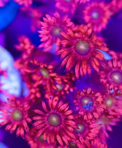 Golden Mouth Ruby Flowerpot Coral Frag  (Row #67:B)