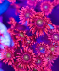 Golden Mouth Ruby Flowerpot Coral Frag  (Row #67:B)