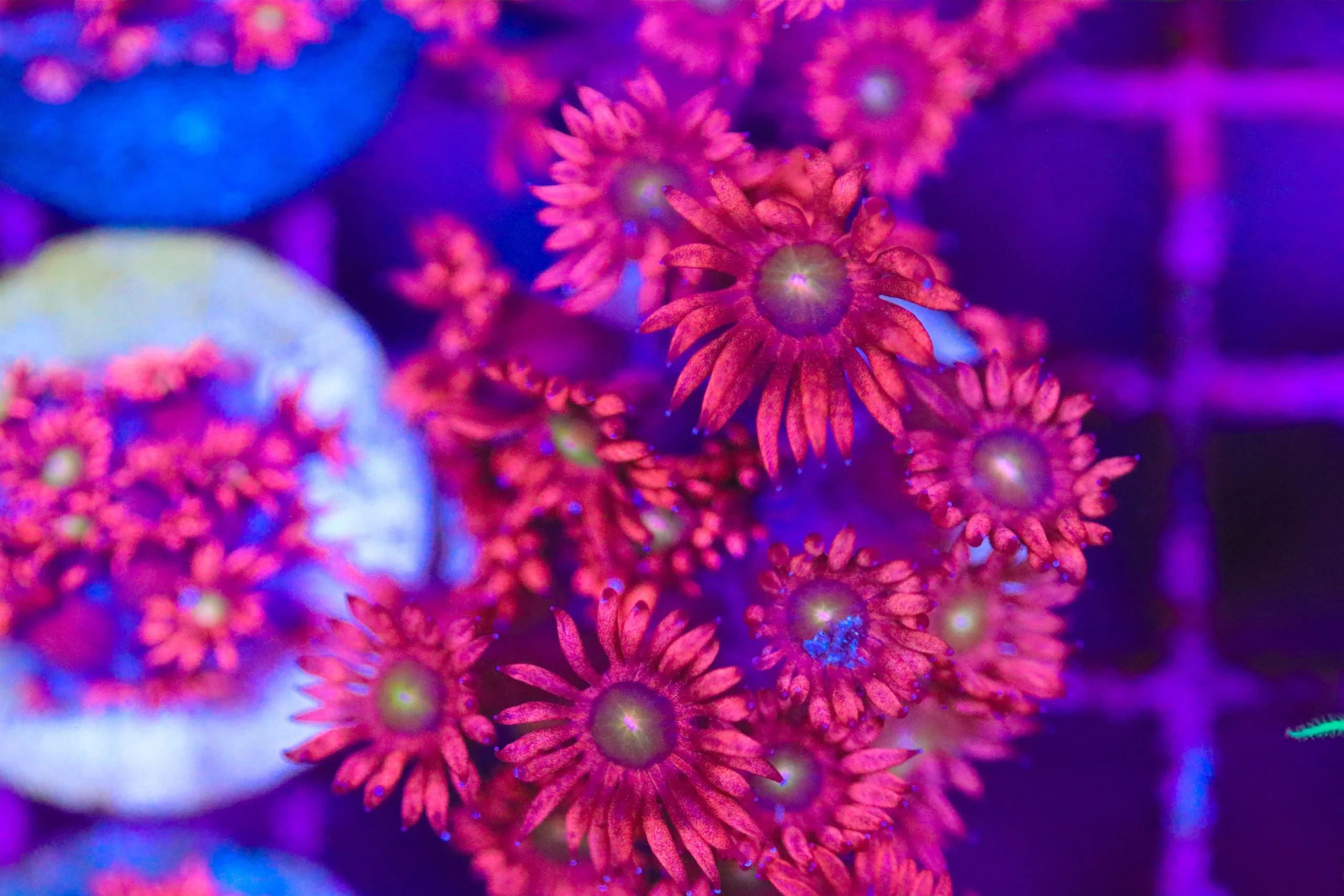 Frag Box Corals