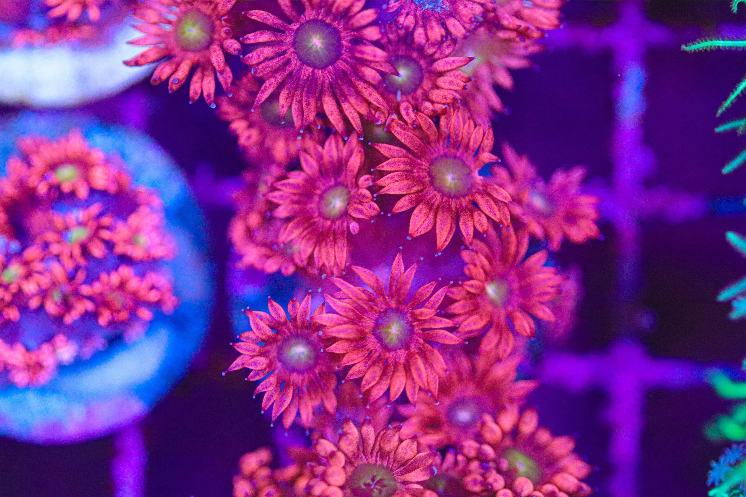 Frag Box Corals