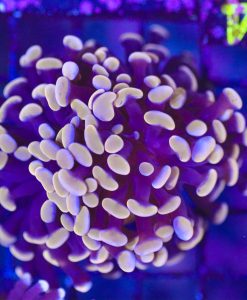 Wysiwyg Orange Hammer Coral (C4)