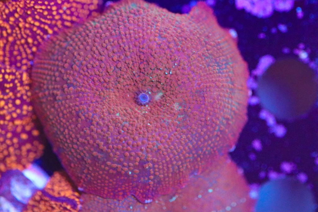 Frag Box Corals