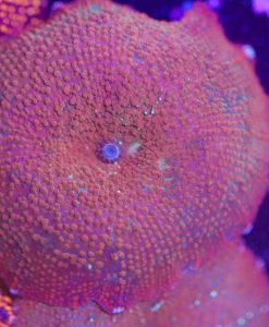 Jumbo Sized Red Discosomsa Mushroom Coral Frag (Row #99)