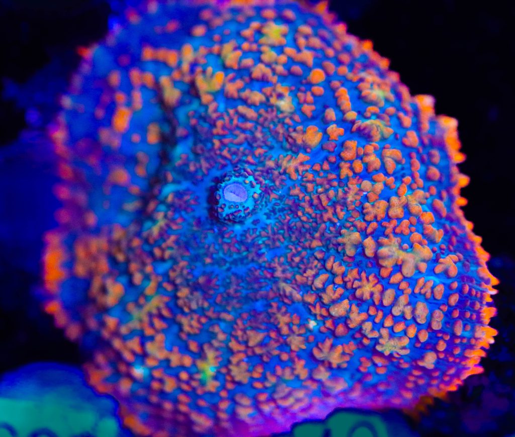 Frag Box Corals