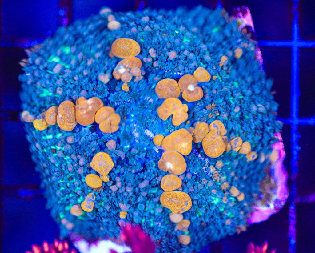 Frag Box Corals