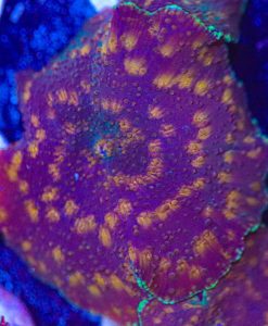 Orange Spotted Leopard Mushroom Frag (T3)