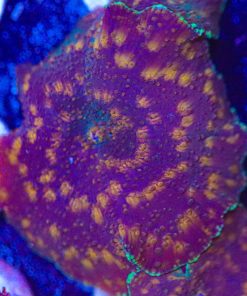 Orange Spotted Leopard Mushroom Frag (T3)
