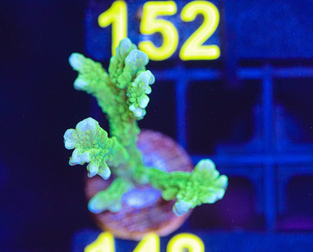 Frag Box Corals