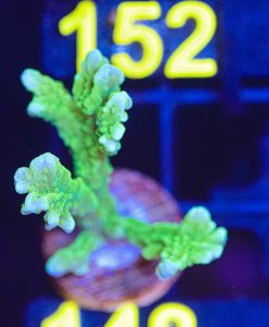 Wysiwyg Branching Montipora Elkhorn Frag [F148] *Very easy to keep and grow species*