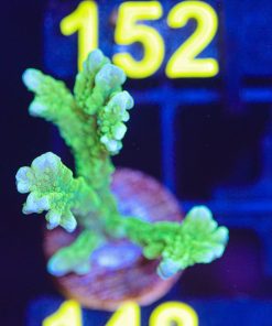 Wysiwyg Branching Montipora Elkhorn Frag [F148] *Very easy to keep and grow species*