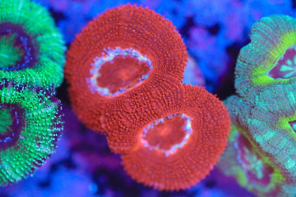 Frag Box Corals
