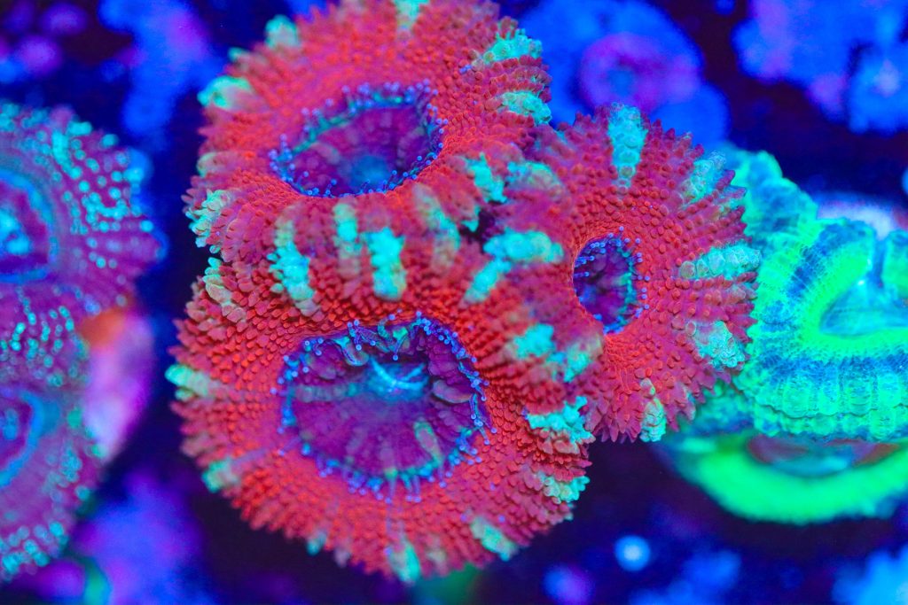 Frag Box Corals