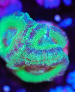 Wysiwyg Teal / Blue Acan Frag  *Rare Color Variety* [F7]