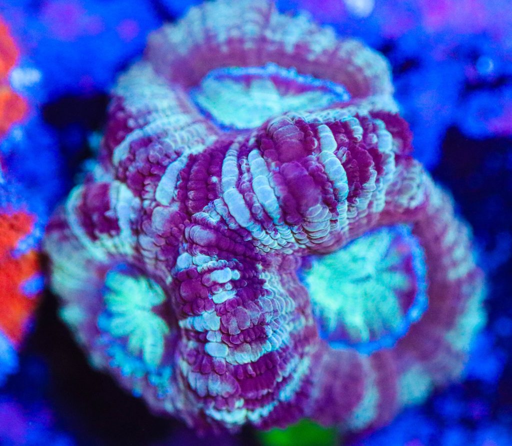 Frag Box Corals
