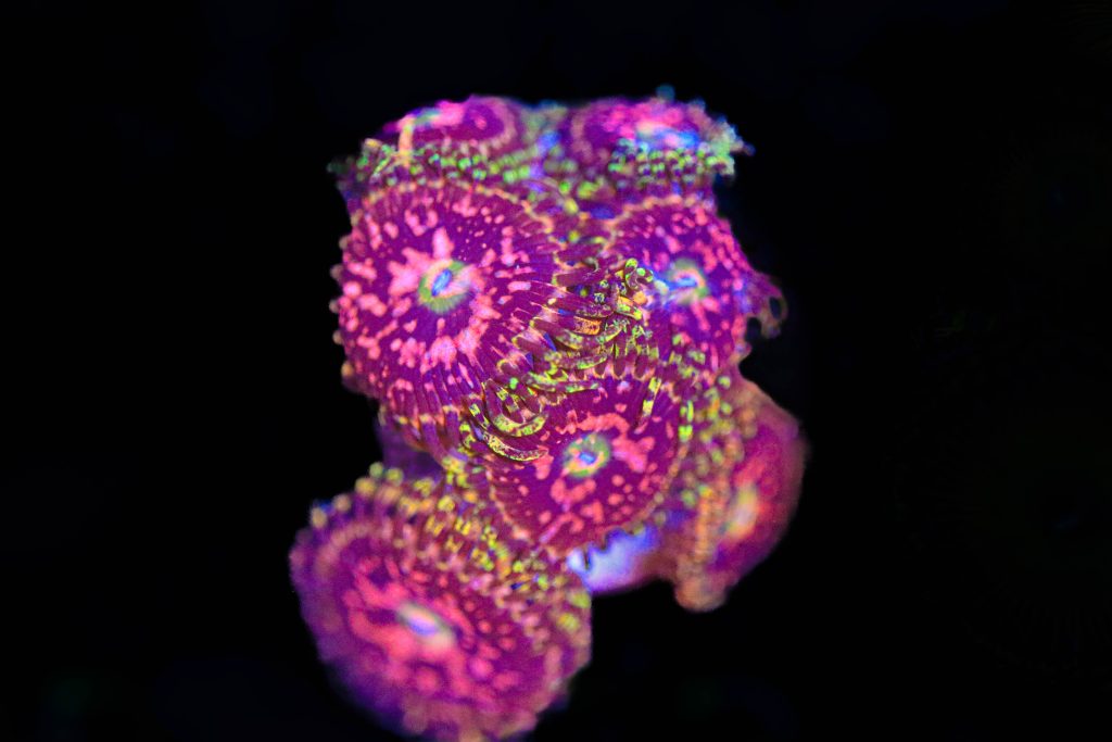 Frag Box Corals