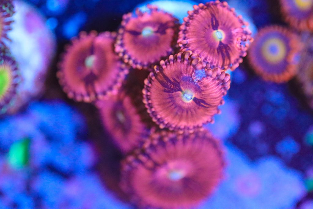 Frag Box Corals
