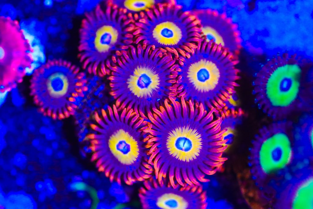 Frag Box Corals