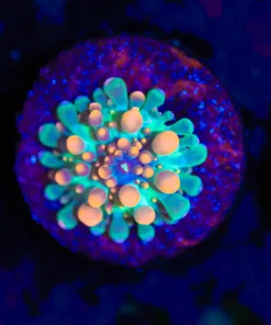 Godzilla Ricordea Yuma