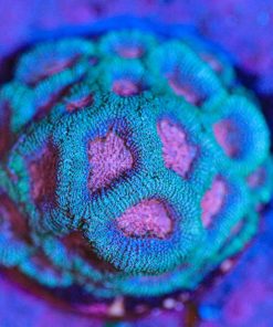 Cotton Candy Micromussa