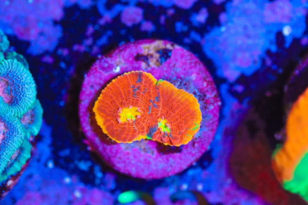 Frag Box Corals