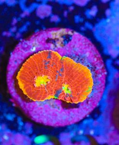 Wysiwyg Small Rainbow Dynamite Chalice Frag [F32]