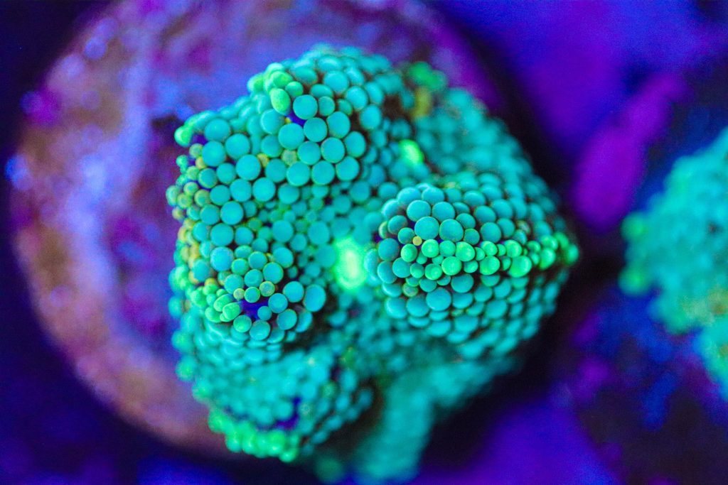Frag Box Corals