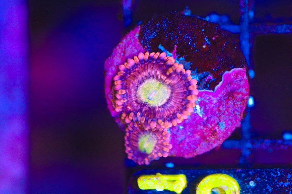 Frag Box Corals