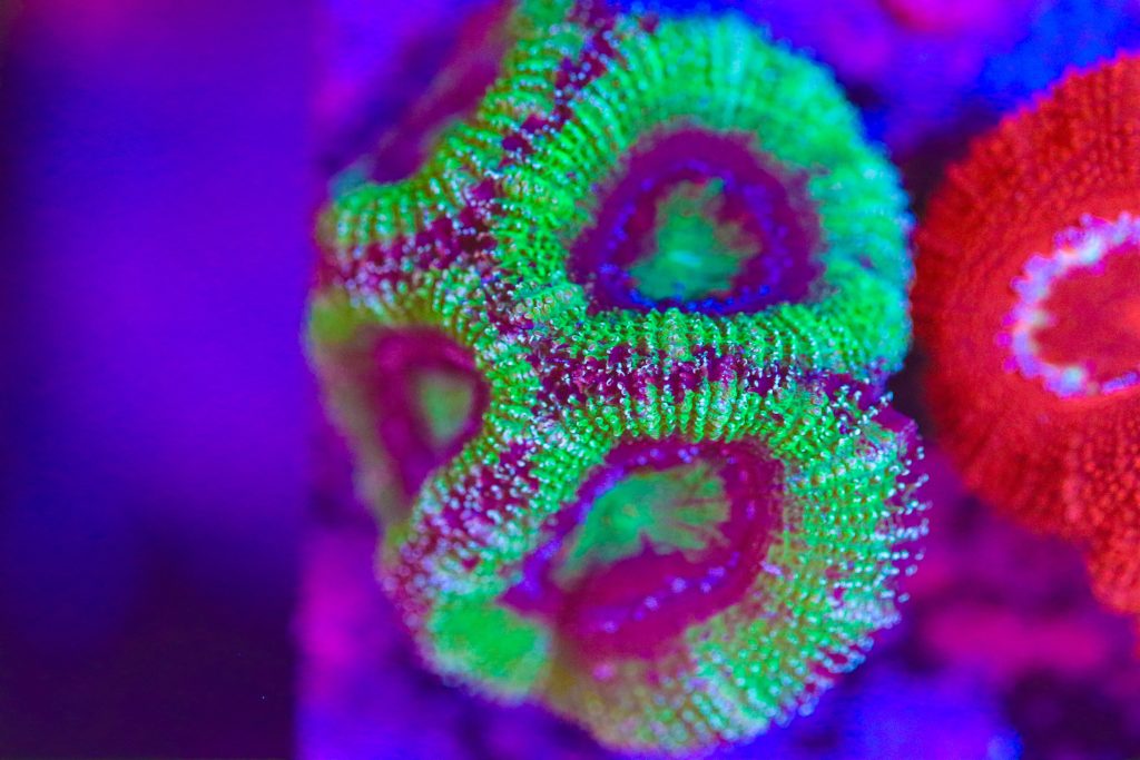 Frag Box Corals