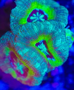 Wysiwyg Blue Splinter Acan Frag [F3]