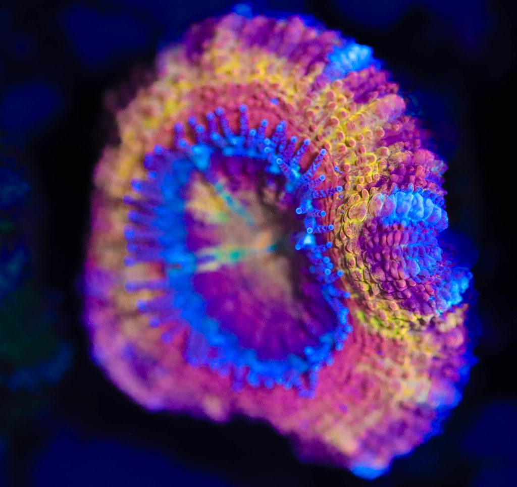 Frag Box Corals
