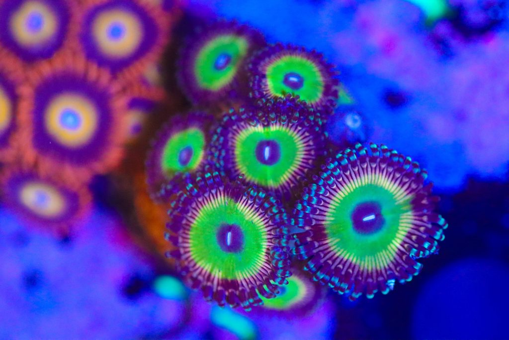 Frag Box Corals