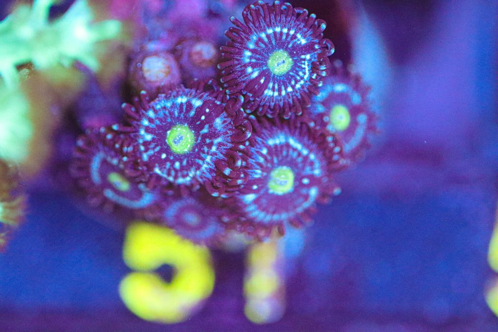 Frag Box Corals