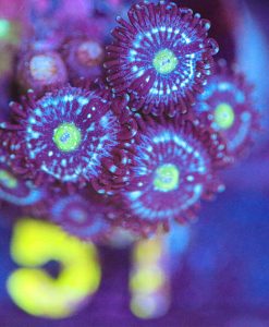 Wysiwyg Blue Constellation Zoanthid Frag [F51]