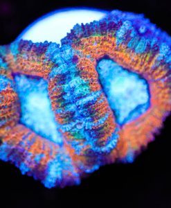 Frozen Oranges Acan Frag (Row #52)