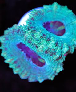 Small Purple Mouth Green Acan Frag (Row #63)