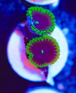 Purple Eater Zoanthid Frag (Row #6)