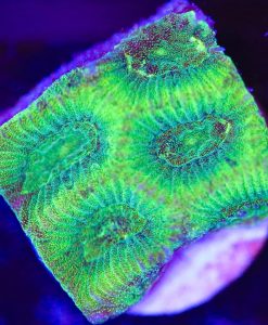 Electric Green Favia Frag