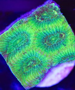Electric Green Favia Frag