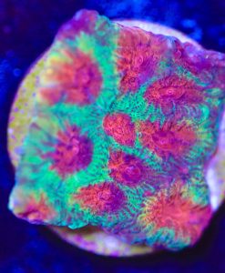 Tricolor Favia Frag