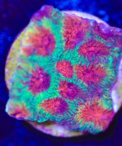 Tricolor Favia Frag