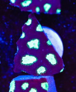 Glowing Eye Favia Frag