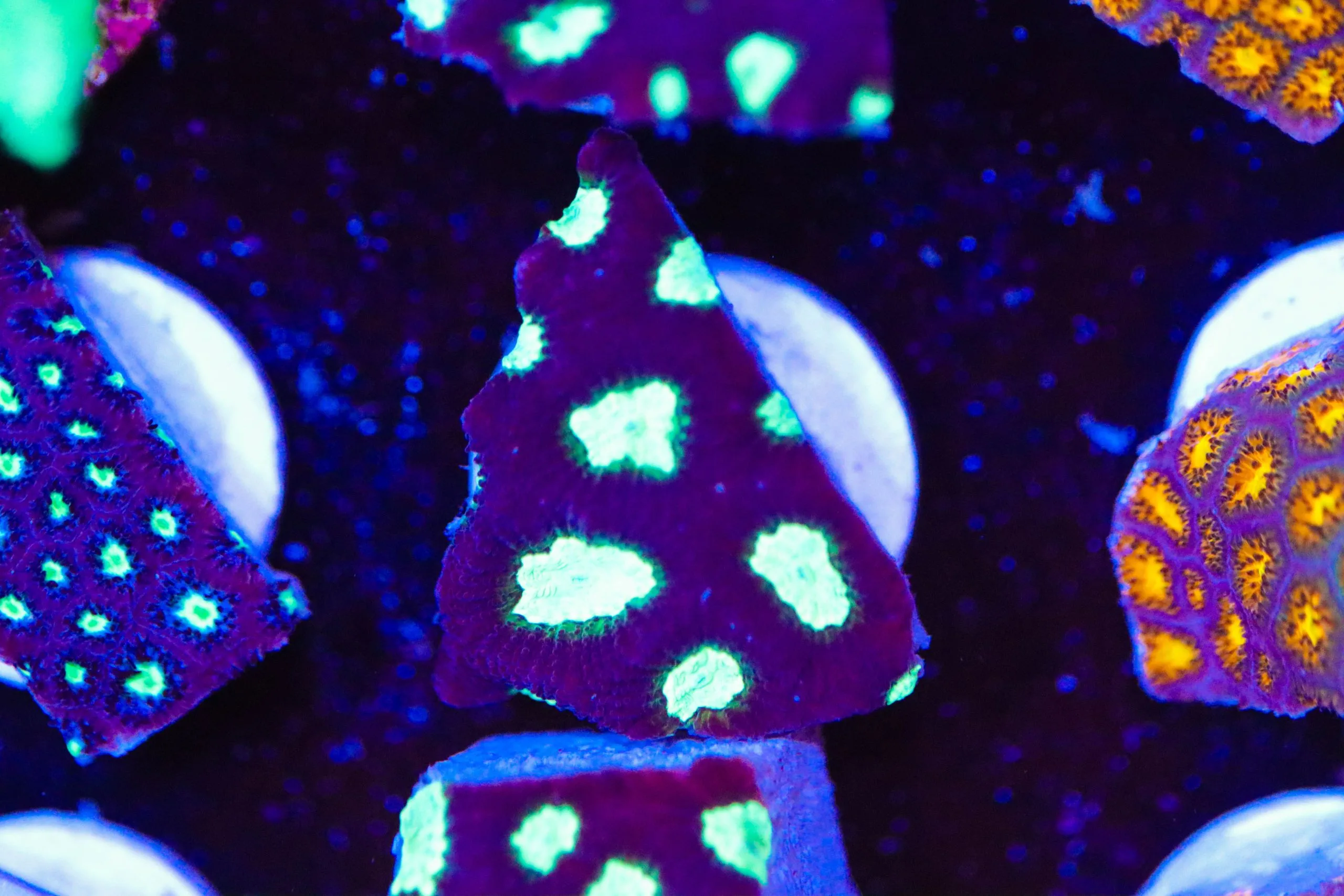 Frag Box Corals