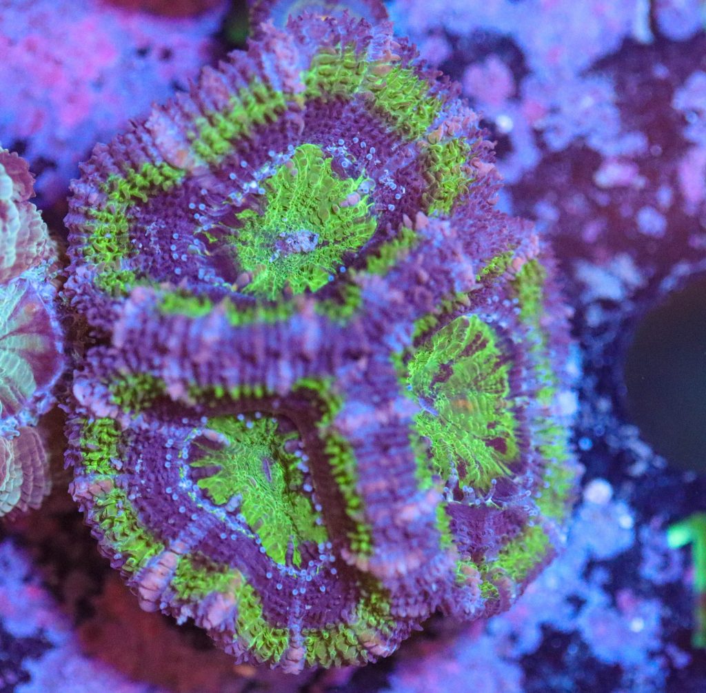 Frag Box Corals