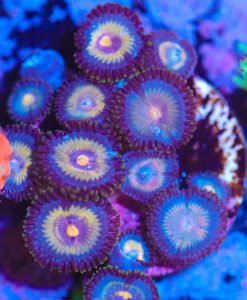 Wysiwyg Night Owl Zoa Frag [F17]