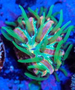 Wysiwyg Diaseris Plate Coral Frag  [F18]