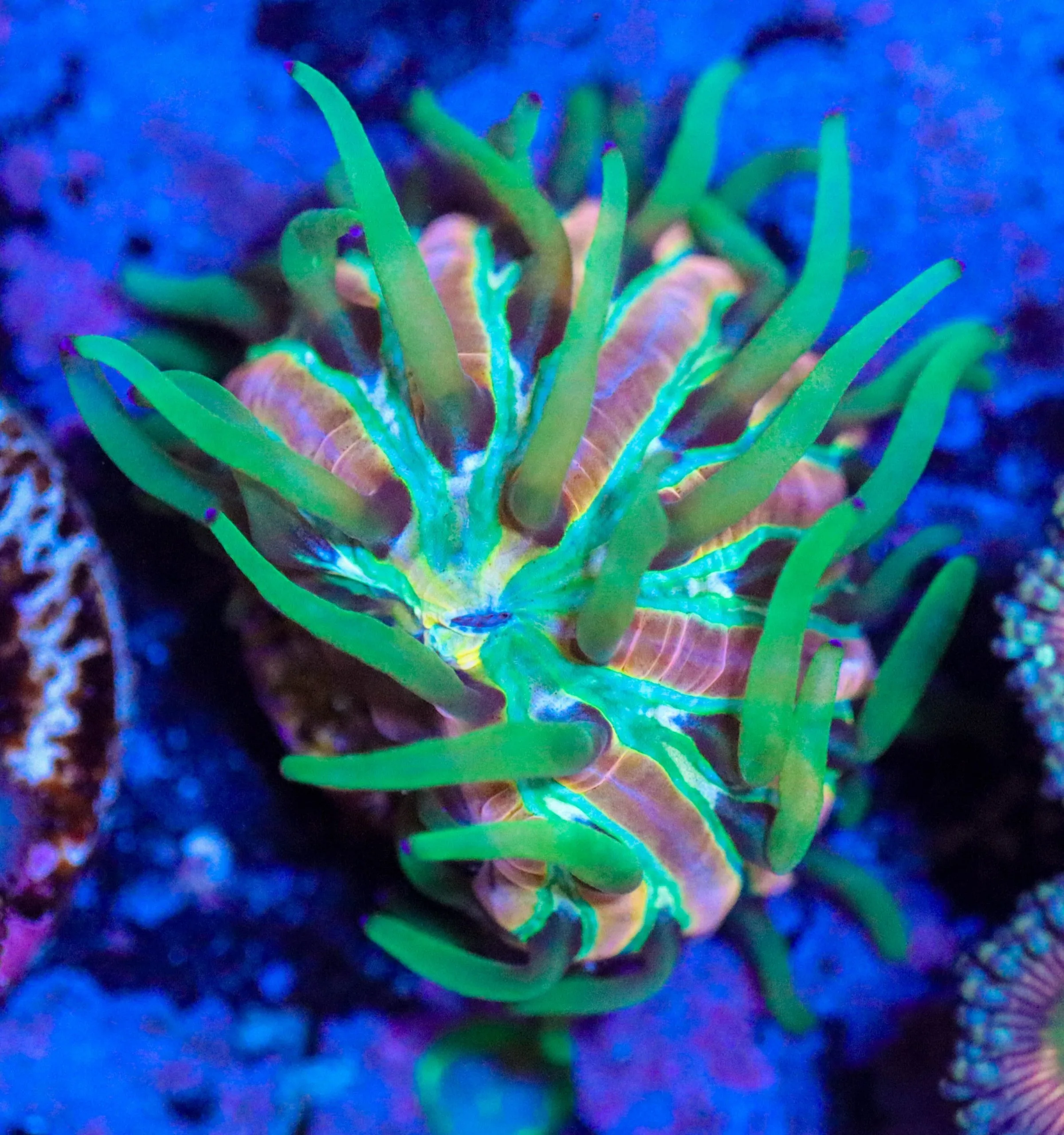 Frag Box Corals