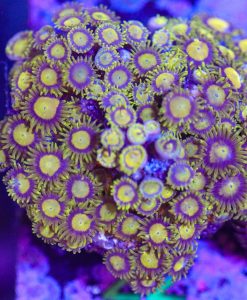 Wysiwyg King Midas Zoa Frag [F22] **Mini Colony**