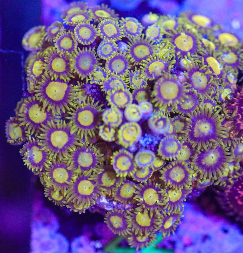 Frag Box Corals